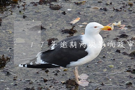 17年逾期两次影响政审吗 17年逾期两次影响政审吗