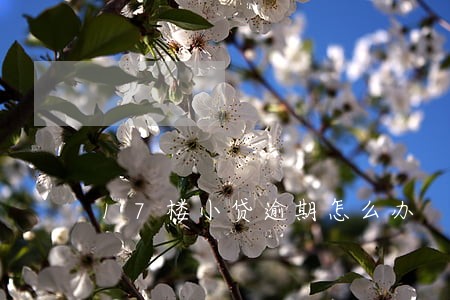 17楼小贷逾期怎么办