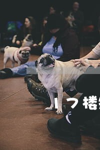 17楼短期借款逾期了怎么办 17楼短期借款逾期了怎么办