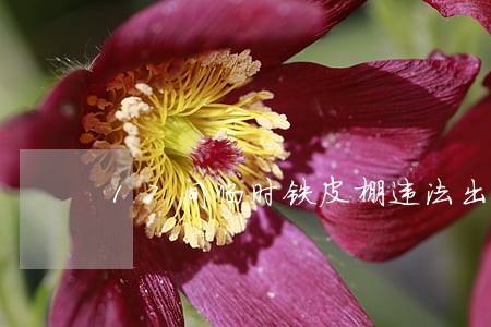 17间临时铁皮棚违法出租 17间临时铁皮棚违法出租