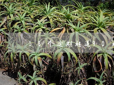 18个逾期超过90天