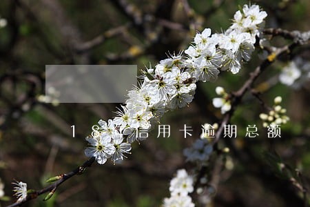 18年信用卡逾期总额