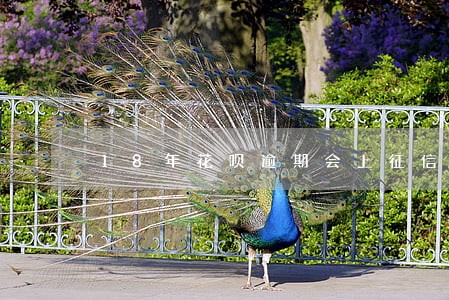 18年花呗逾期会上征信吗 18年花呗逾期会上征信吗