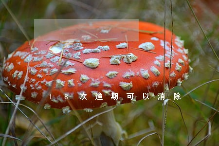 18次逾期可以消除 18次逾期可以消除