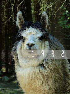 1982年版宪法中 1982年版宪法中