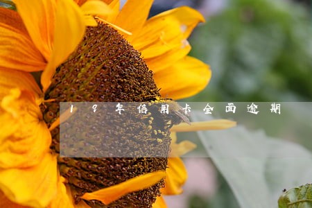 19年信用卡全面逾期 19年信用卡全面逾期