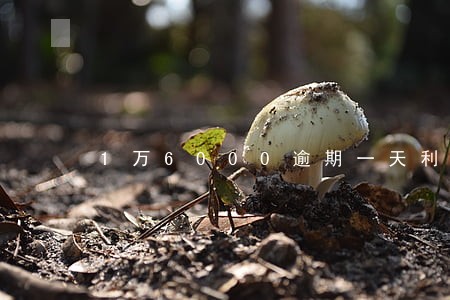 1万6000逾期一天利息怎么算 1万6000逾期一天利息怎么算
