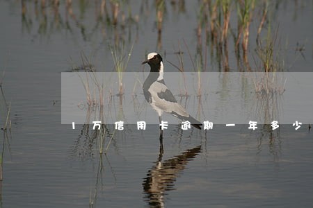 1万信用卡逾期一年多少钱 1万信用卡逾期一年多少钱