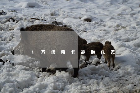 1万信用卡逾期几天 1万信用卡逾期几天