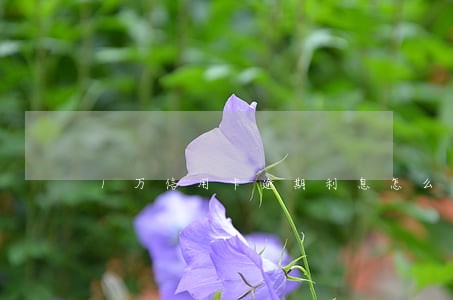 1万信用卡逾期利息怎么算的 1万信用卡逾期利息怎么算的
