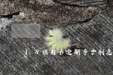1万信用卡逾期多少利息