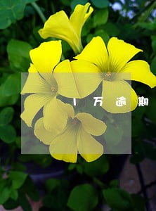 1万逾期一天滞纳金多少 1万逾期一天滞纳金多少