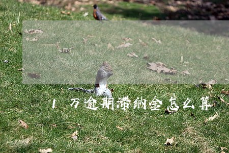 1万逾期滞纳金怎么算 1万逾期滞纳金怎么算