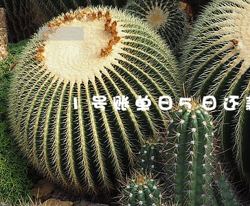 1号账单日5日还款逾期