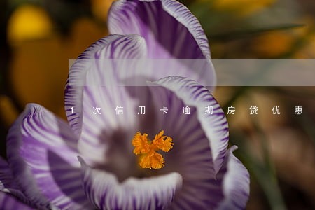 1次信用卡逾期房贷优惠 1次信用卡逾期房贷优惠