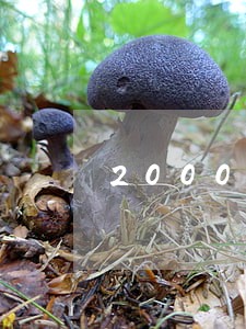 2000借呗逾期一年 2000借呗逾期一年