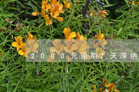 2000元逾期7天滞纳金是多少 2000元逾期7天滞纳金是多少