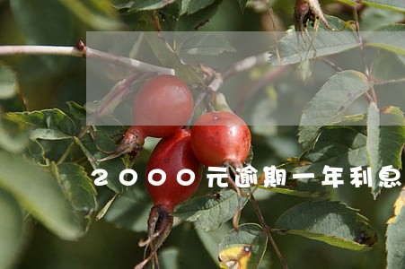 2000元逾期一年利息是多少 2000元逾期一年利息是多少