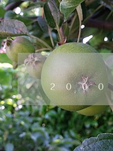 2000块贷款逾期一年多少次 2000块贷款逾期一年多少次
