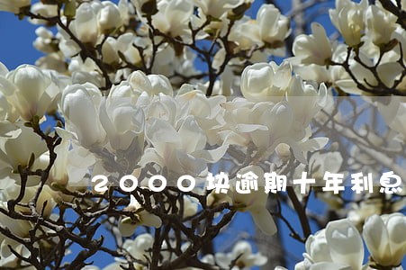2000块逾期十年利息几十万 2000块逾期十年利息几十万