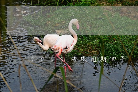 2000块钱逾期四年 2000块钱逾期四年