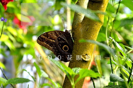 2000花呗逾期一年应该还多少 2000花呗逾期一年应该还多少