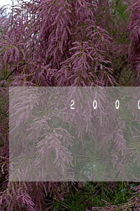 2000花呗逾期半年