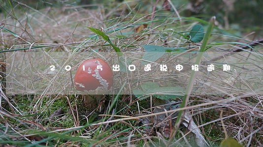 2015出口退税申报逾期