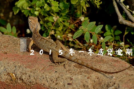 2015年一年房贷逾期七次