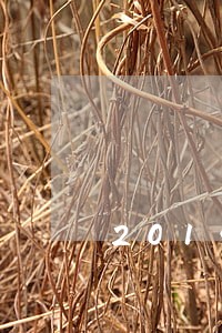2015年的逾期什么时候消除 2015年的逾期什么时候消除