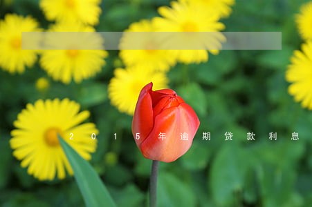 2015年逾期贷款利息 2015年逾期贷款利息