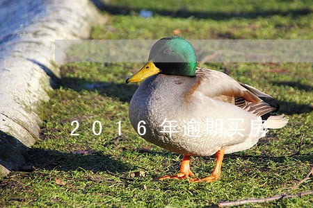 2016年逾期买房 2016年逾期买房