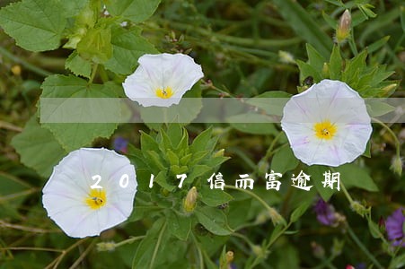 2017信而富逾期 2017信而富逾期