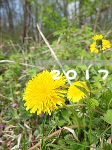 2017关于信用卡逾期 2017关于信用卡逾期