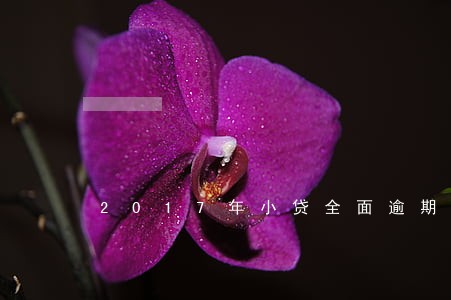 2017年小贷全面逾期了
