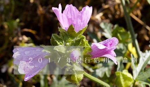 2017年银行信用卡逾期