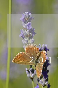2017花呗逾期几小时 2017花呗逾期几小时