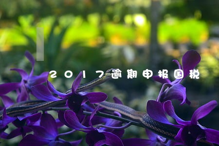 2017逾期申报国税