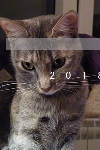2018信用卡逾期多少天 2018信用卡逾期多少天
