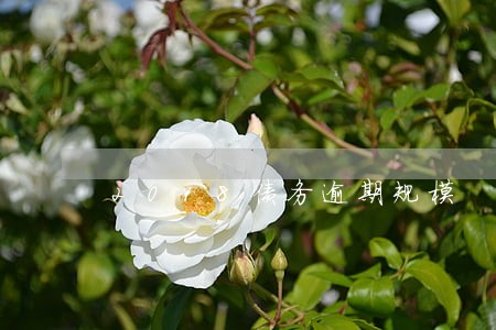 2018债务逾期规模 2018债务逾期规模