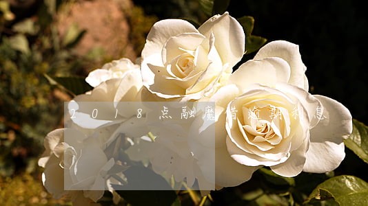 2018点融魔借逾期利息 2018点融魔借逾期利息