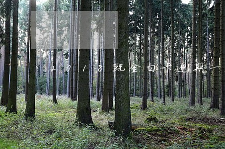 2018现金白卡逾期一天 2018现金白卡逾期一天