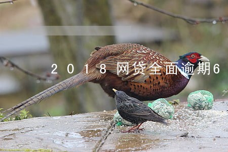 2018网贷全面逾期6 2018网贷全面逾期6