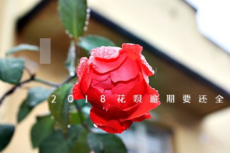 2018花呗逾期要还全款 2018花呗逾期要还全款