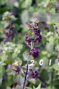 2018逾期还会爆通讯录吗 2018逾期还会爆通讯录吗