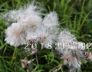 2018黑户逾期必下口子 2018黑户逾期必下口子