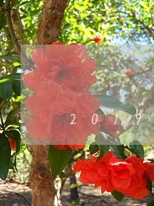 2019信用卡逾期一个月 2019信用卡逾期一个月