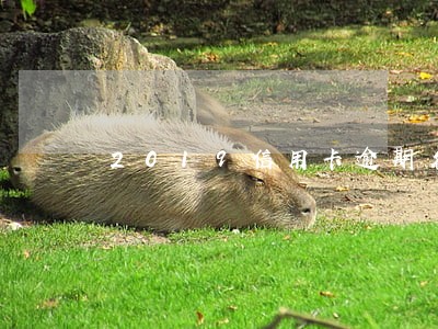 2019信用卡逾期名单万传勇