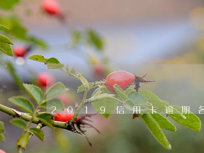 2019信用卡逾期名单杨继刚 2019信用卡逾期名单杨继刚