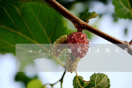 2019信用卡逾期拘留 2019信用卡逾期拘留